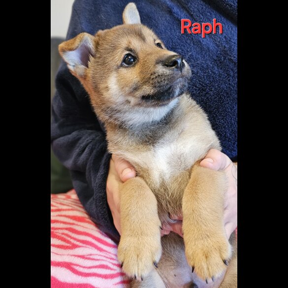 Japanese Shiba Inu - Both