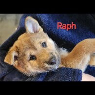 Japanese Shiba Inu - Both
