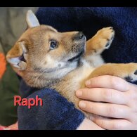 Japanese Shiba Inu - Both