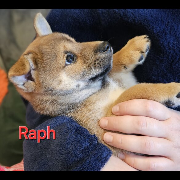 Japanese Shiba Inu - Both