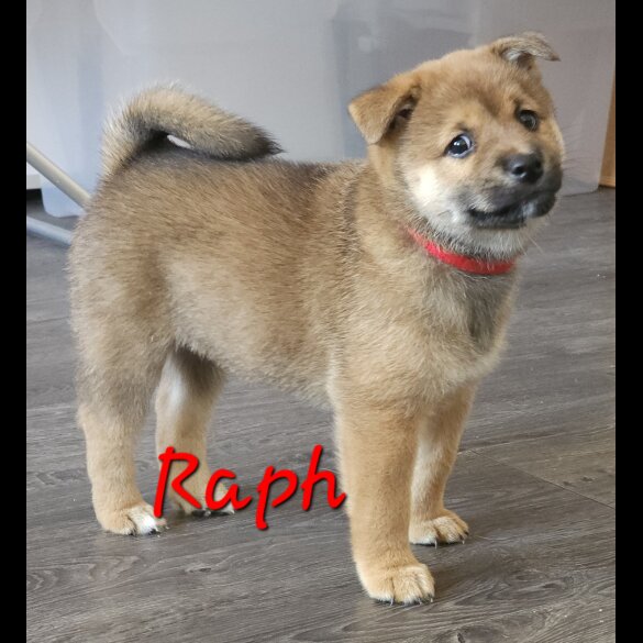 Japanese Shiba Inu - Both