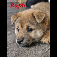 Japanese Shiba Inu - Both