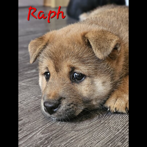Japanese Shiba Inu - Both