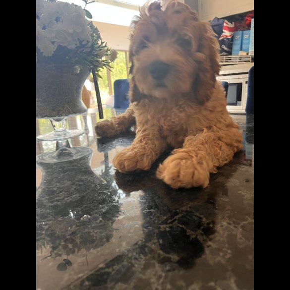 Labradoodle - Dogs