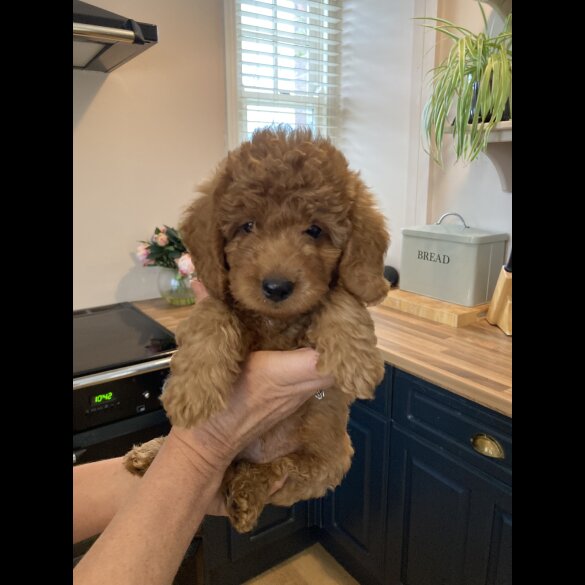 Labradoodle - Both