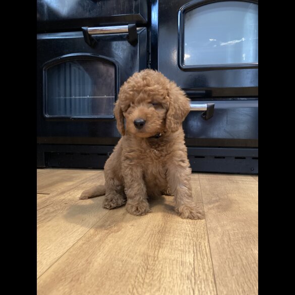 Labradoodle - Both