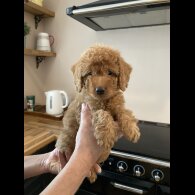 Labradoodle - Both