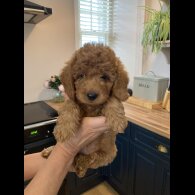 Labradoodle - Both