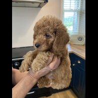 Labradoodle - Both