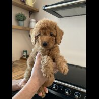 Labradoodle - Both
