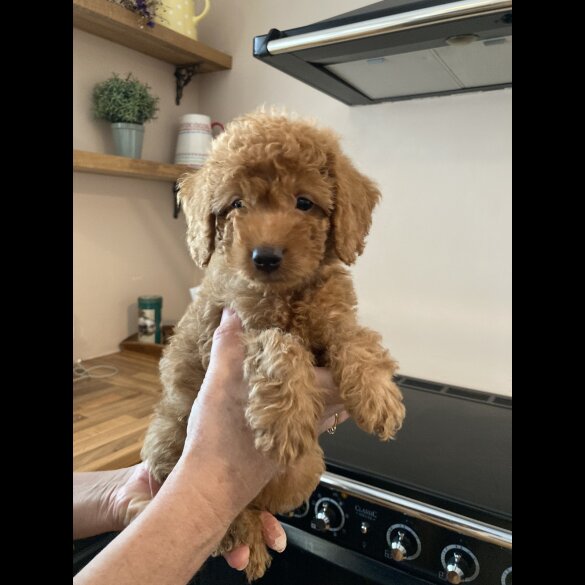 Labradoodle - Both