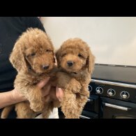 Labradoodle - Both