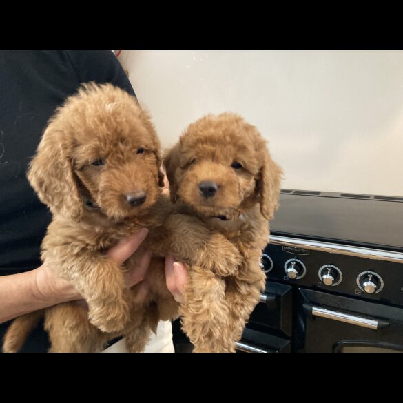 Labradoodle - Both
