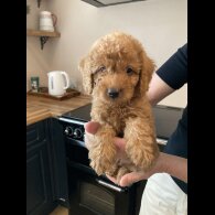 Labradoodle - Both