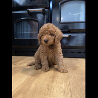Labradoodle - Both
