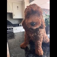 Labradoodle - Dogs
