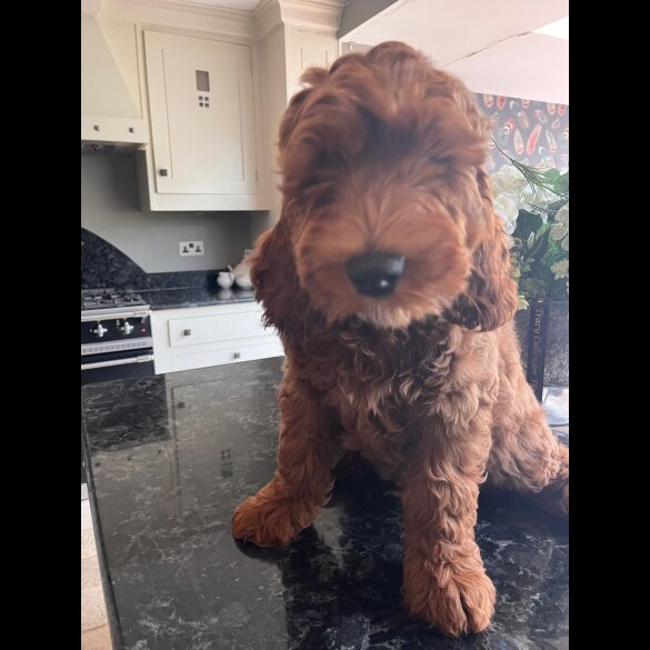 Labradoodle - Dogs