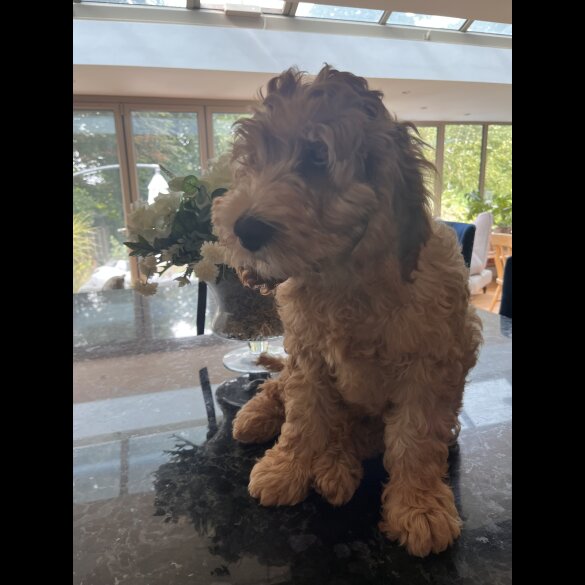 Labradoodle - Dogs
