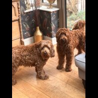 Labradoodle - Dogs