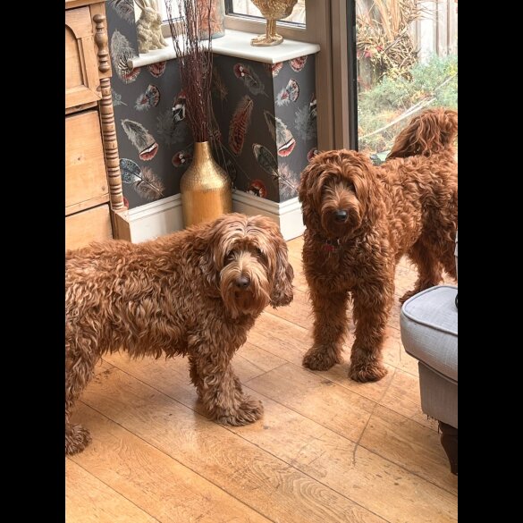 Labradoodle - Dogs