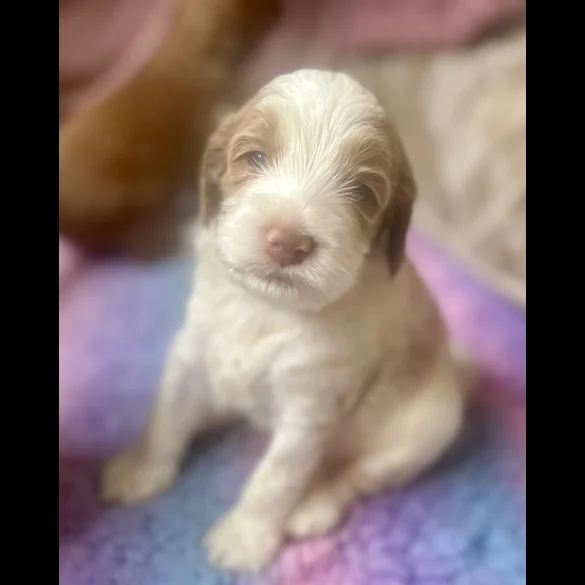 Labradoodle - Both