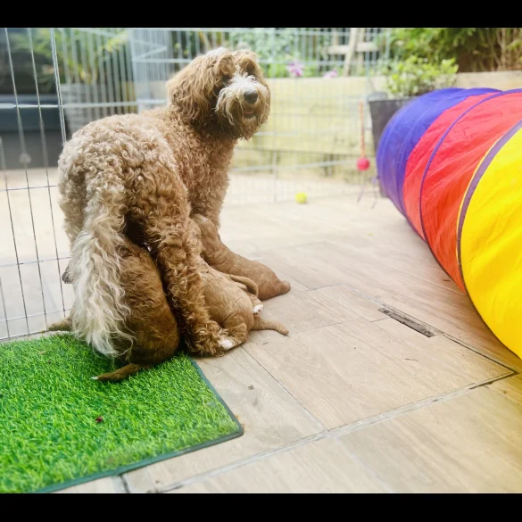 Labradoodle - Both