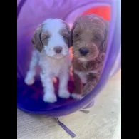 Labradoodle - Both