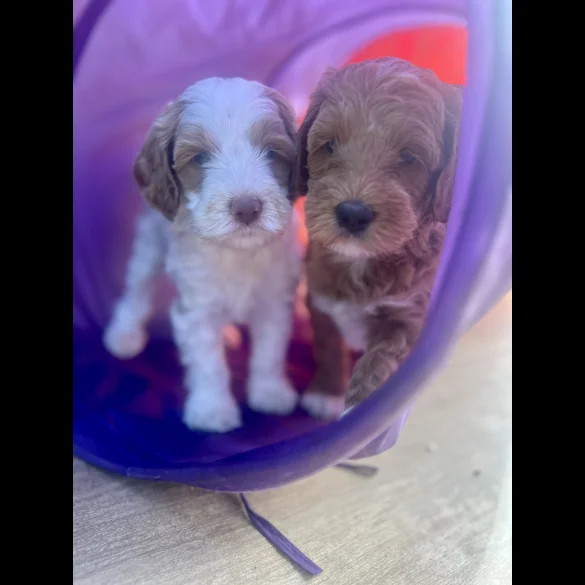 Labradoodle - Both