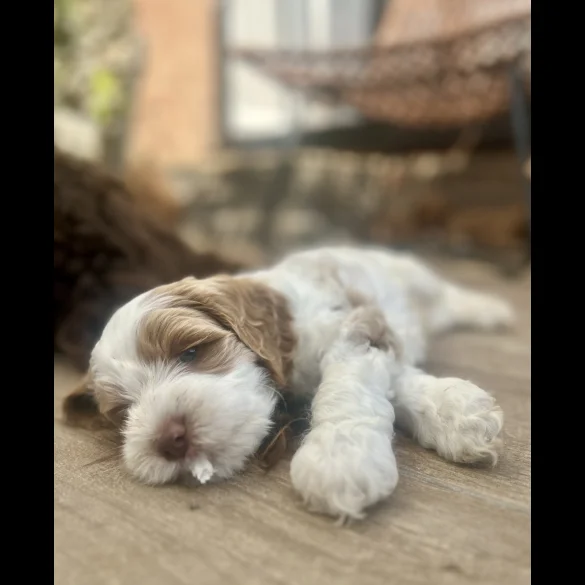 Labradoodle - Both