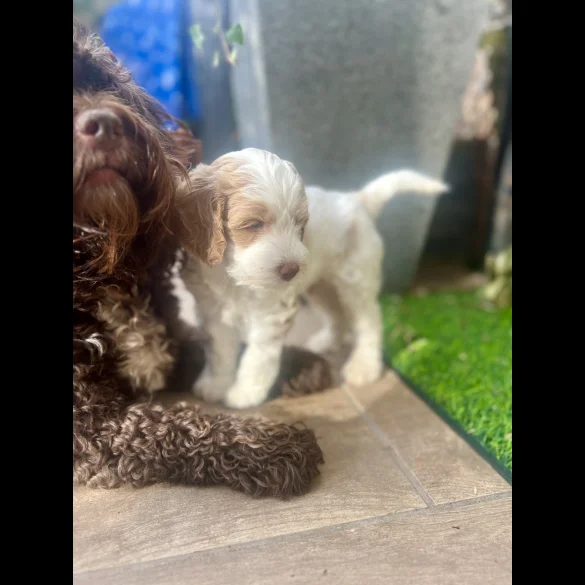 Labradoodle - Both