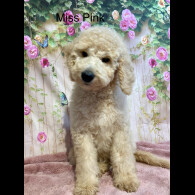 Labradoodle - Both