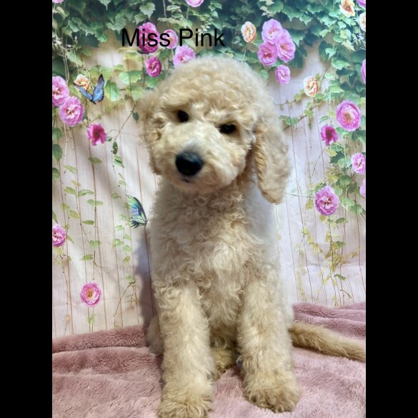 Labradoodle - Both
