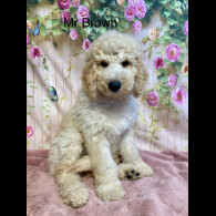 Labradoodle - Both