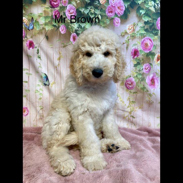 Labradoodle - Both