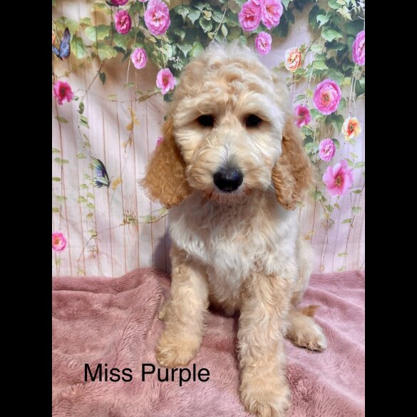 Labradoodle - Both