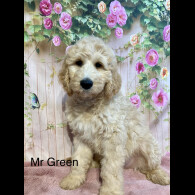 Labradoodle - Both