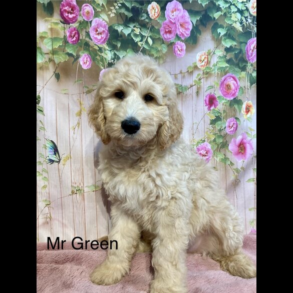 Labradoodle - Both