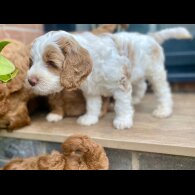 Labradoodle - Both