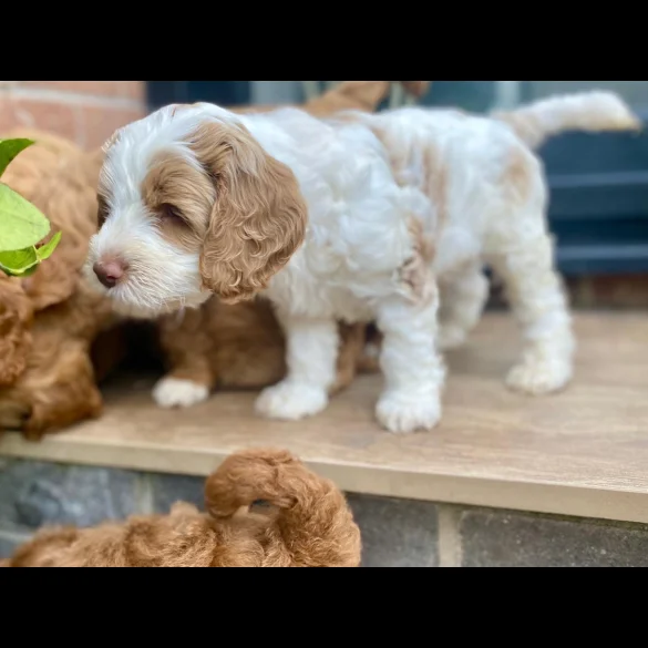 Labradoodle - Both