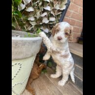 Labradoodle - Both