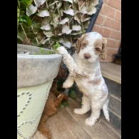 Labradoodle - Both