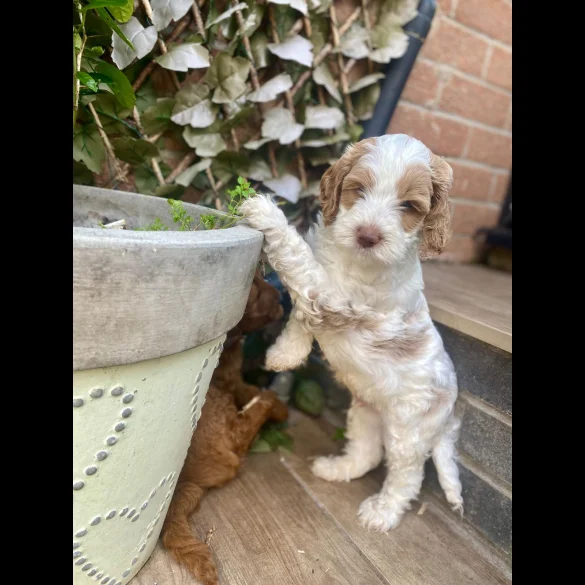 Labradoodle - Both