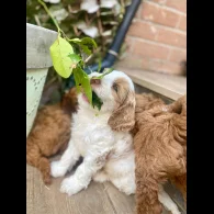 Labradoodle - Both