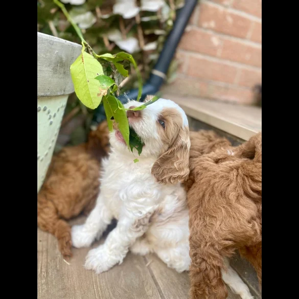 Labradoodle - Both