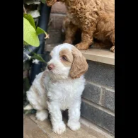 Labradoodle - Both
