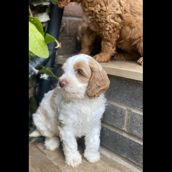 Labradoodle - Both