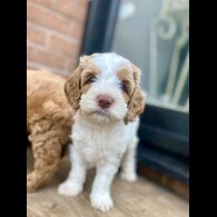 Labradoodle - Both