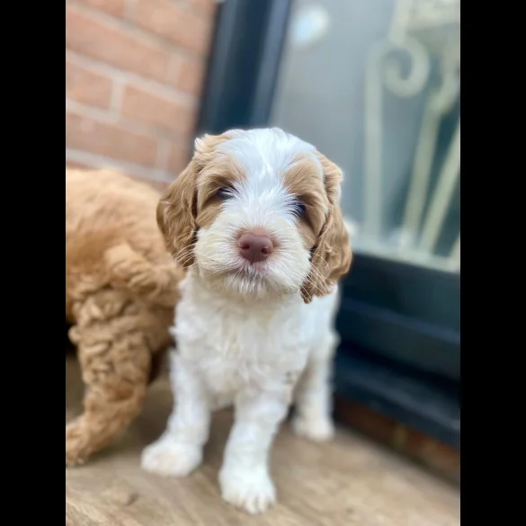 Labradoodle - Both