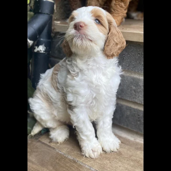 Labradoodle - Both