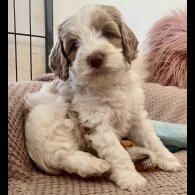 Labradoodle - Both